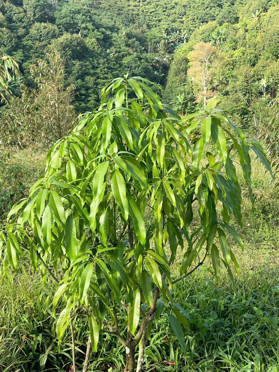 Tán lá xanh giữa nền đồi núi Bảo Lộc