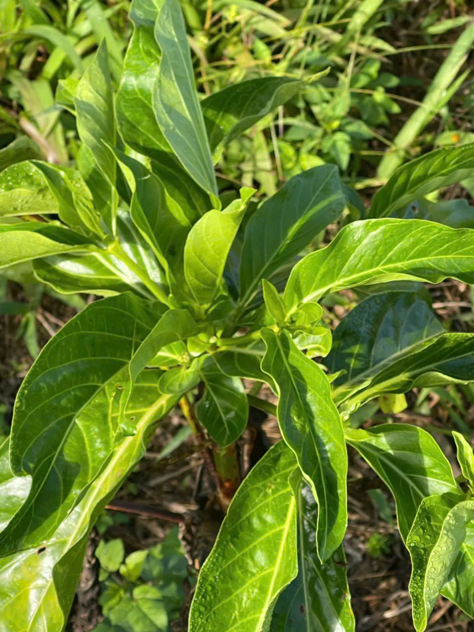 Lá non vươn lên trong vườn