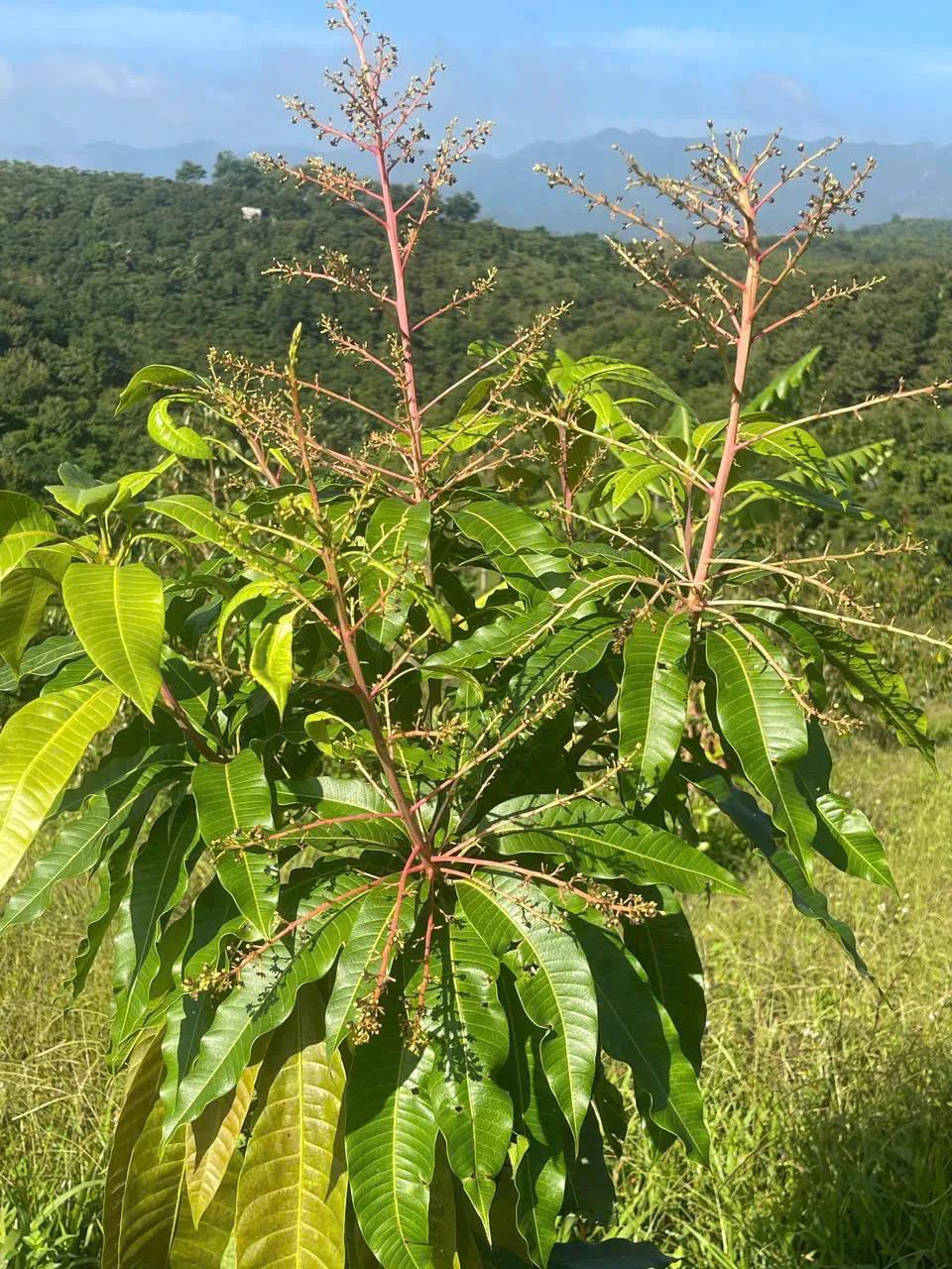Cây trái đâm chồi nhìn ra thung lũng