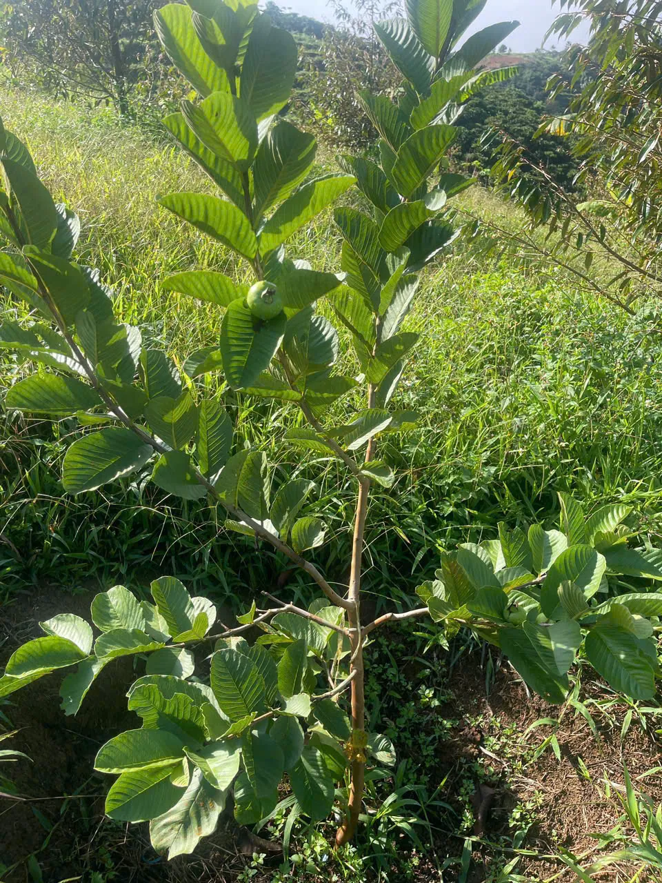 Cây ăn trái giữa khu vườn xanh