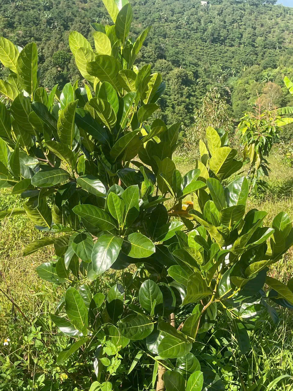 Cành lá xanh dưới nắng cao nguyên