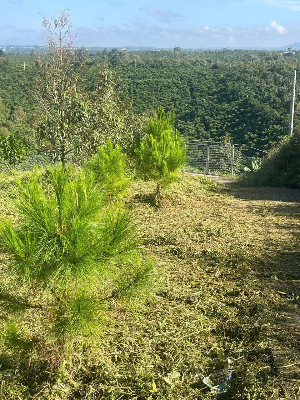 Lối đi giữa vườn cây trên đồi