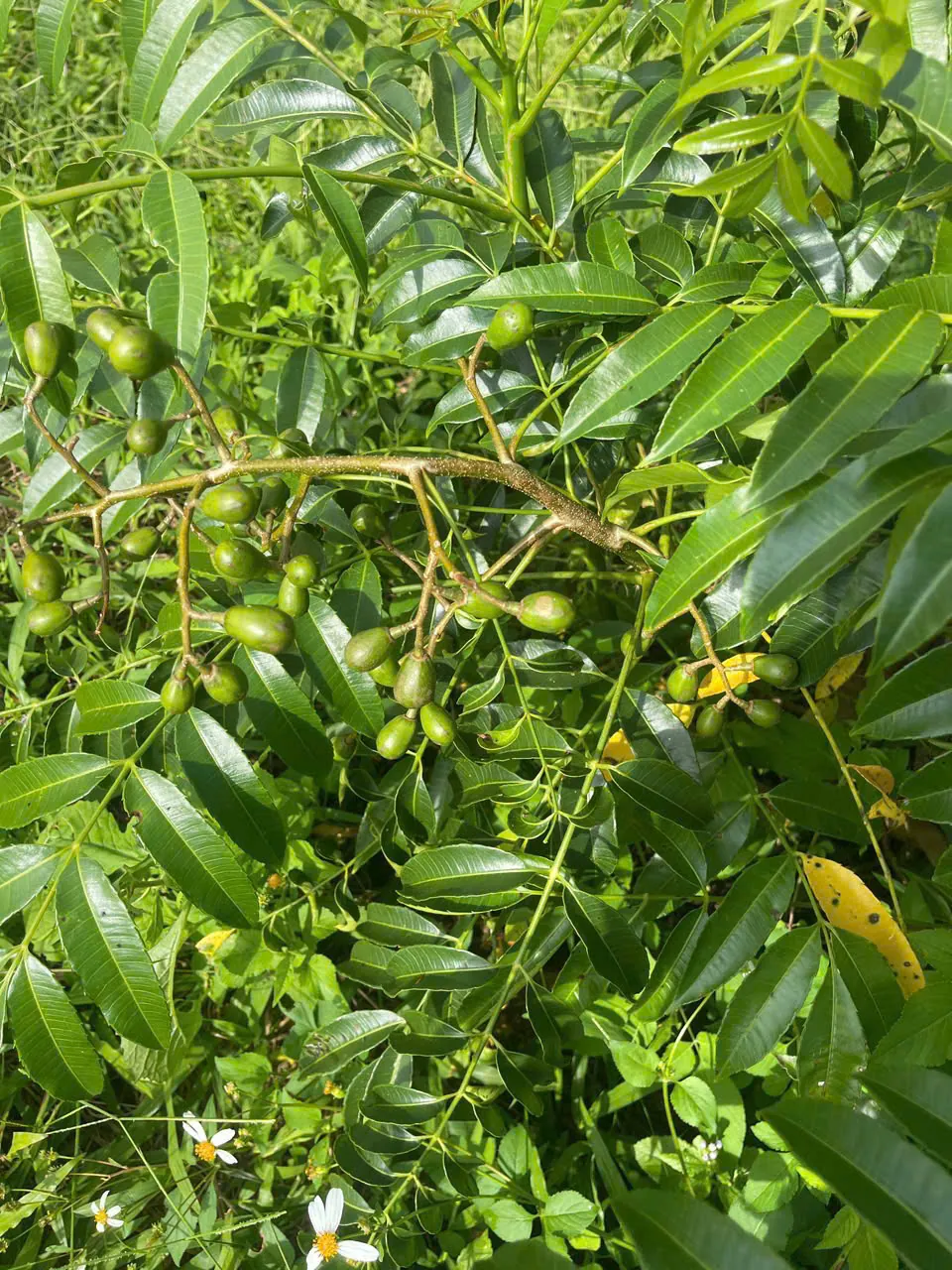 Cành lá xanh mướt sau cơn mưa