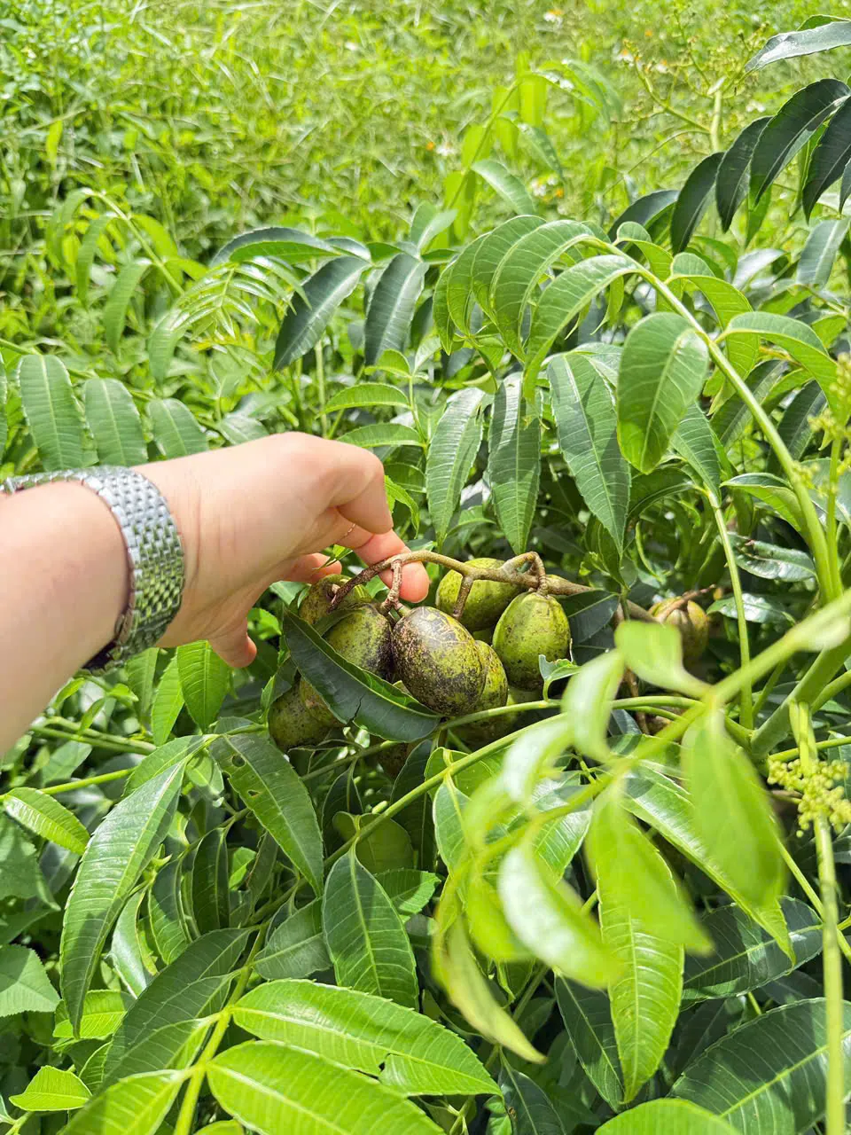Hái chùm trái chín ngay tại vườn