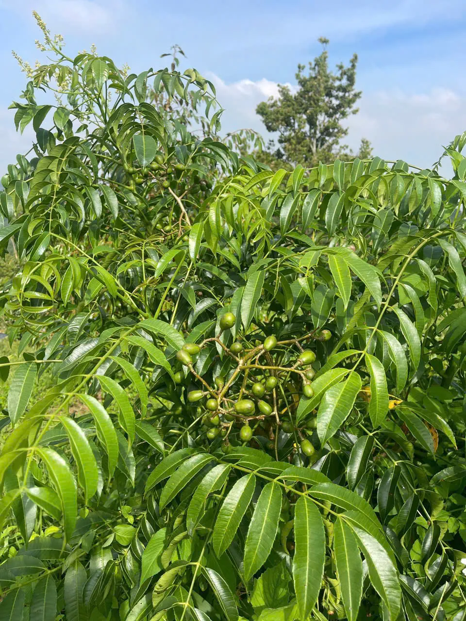 Cây ăn trái tán rộng trong khu vườn