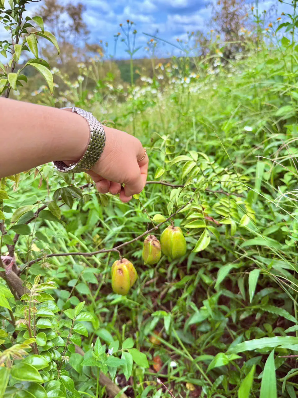 Trải nghiệm hái trái chín trong vườn