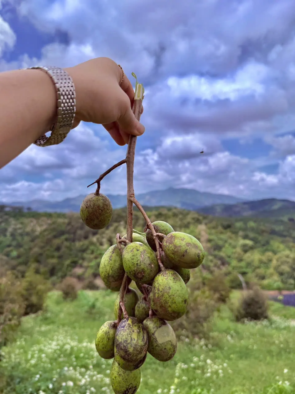 Chùm trái vừa hái trên tay