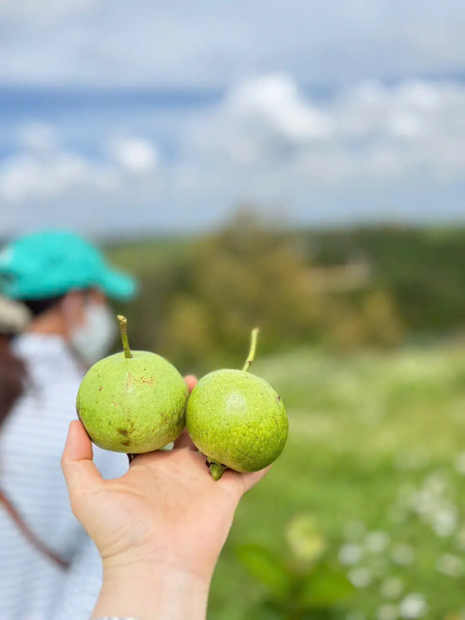 Trái tươi vừa thu hoạch tại vườn