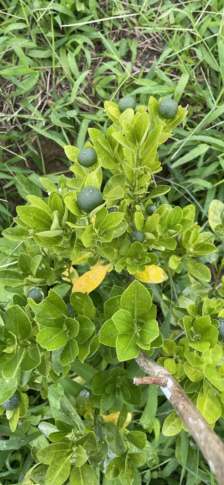 Cành cây trĩu trái trong nắng