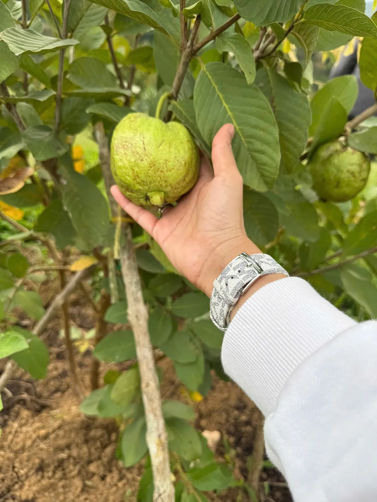 Hái ổi chín trong khu vườn The Feli