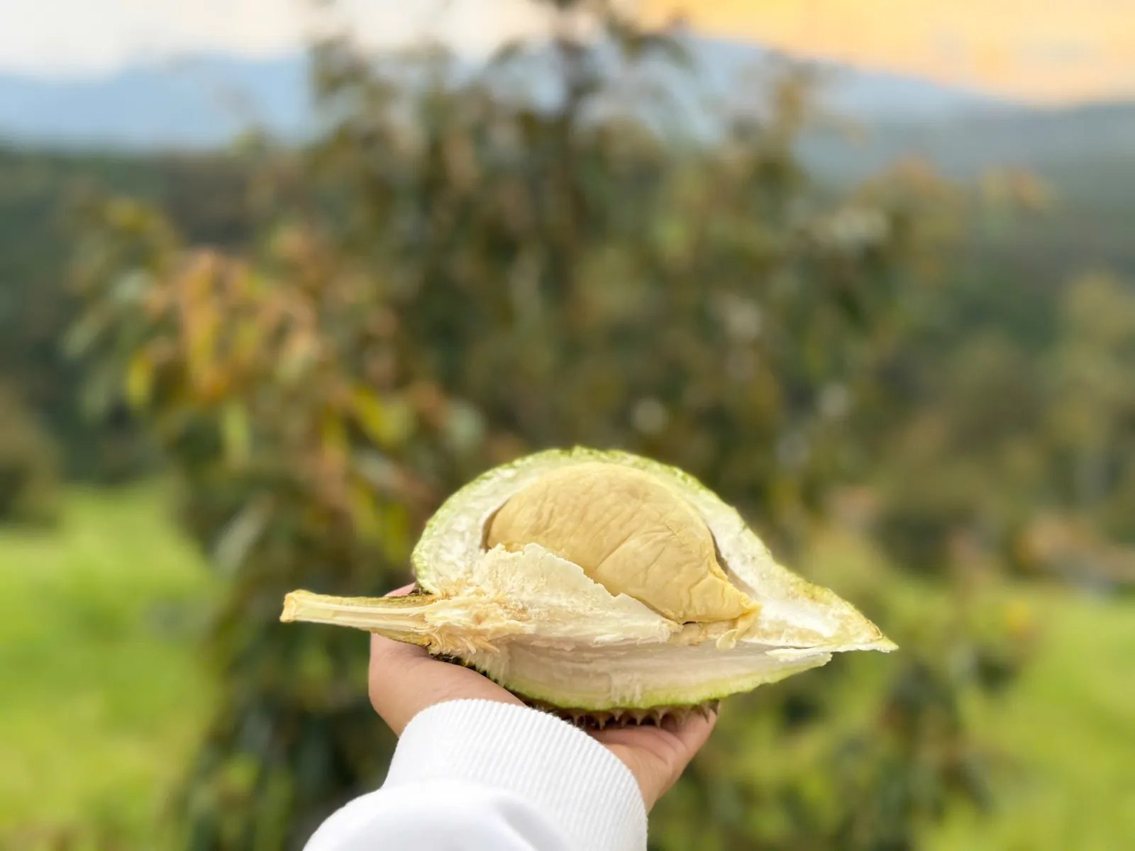 Nón lá giữa vườn cây trái